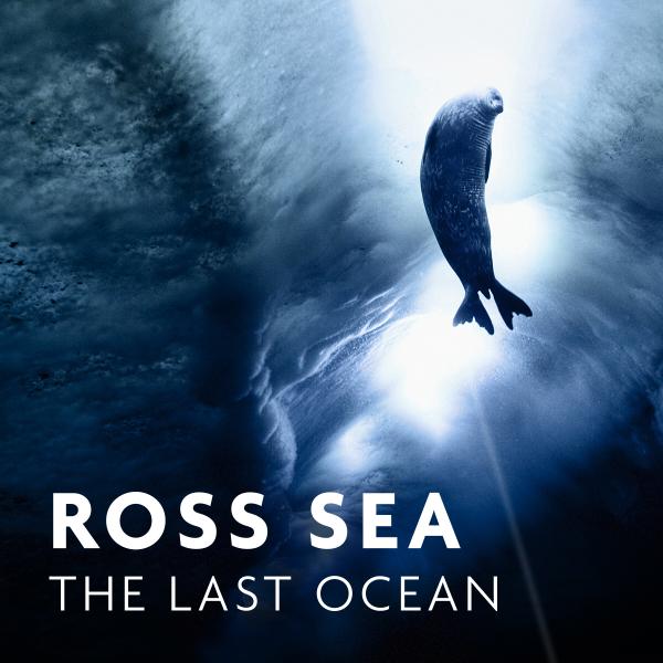 seal swimming in sea