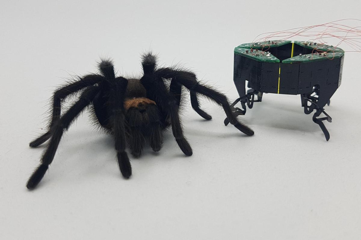 CLARI, our miniature robot alongside our lab's pet tarantula for size comparison