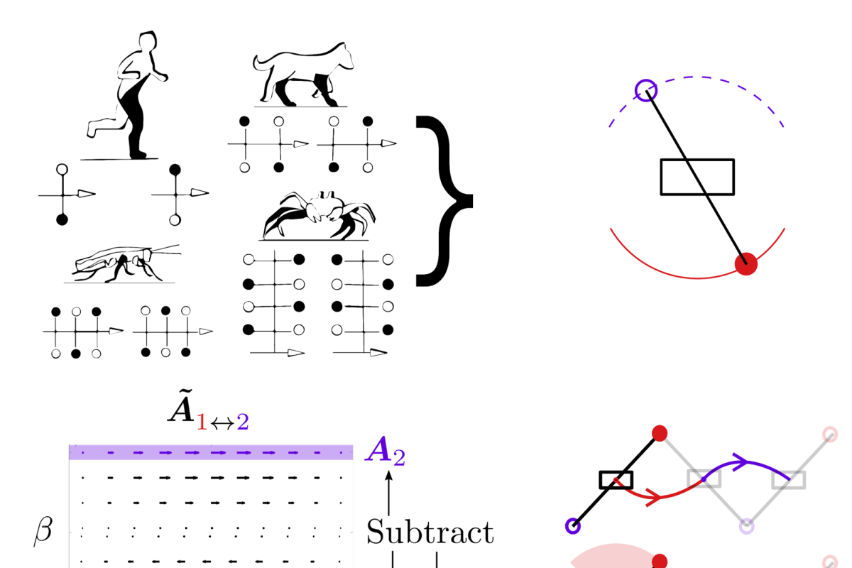 simple legged locomotion models