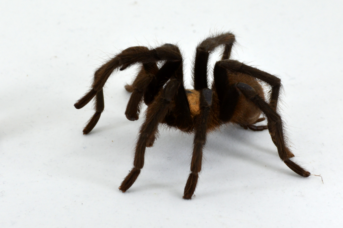 Oklahoma Brown Tarantula