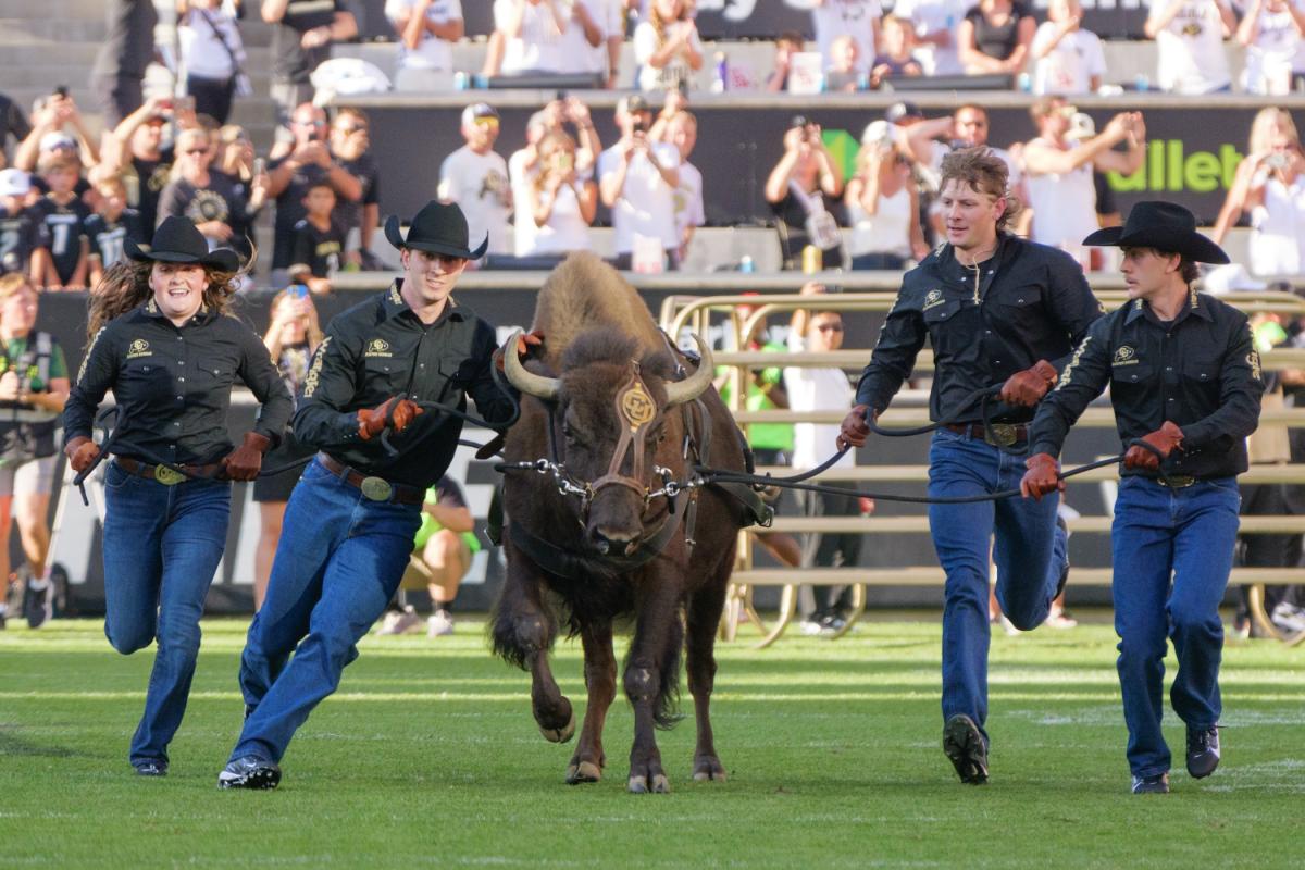 Ralphie handlers run alongside the Buff mascot at Folsom Field