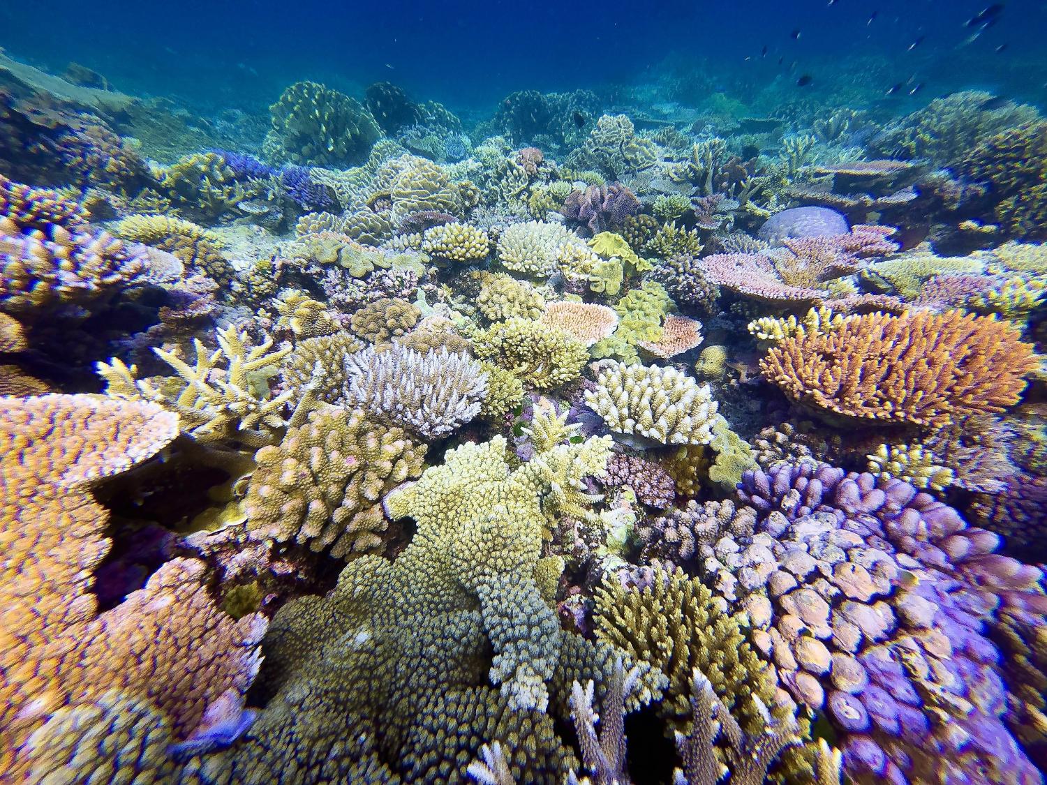 Corals in the Great Barrier Reef off the coast of Australia