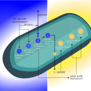 Biomolecular model based on the gene expression data analyses support the reduction of glucose molecules (blue gradient) and acid buildup (gold gradient) proposed to occur in the boundary layer around the cell.