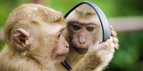 Primate looking at himself in a mirror