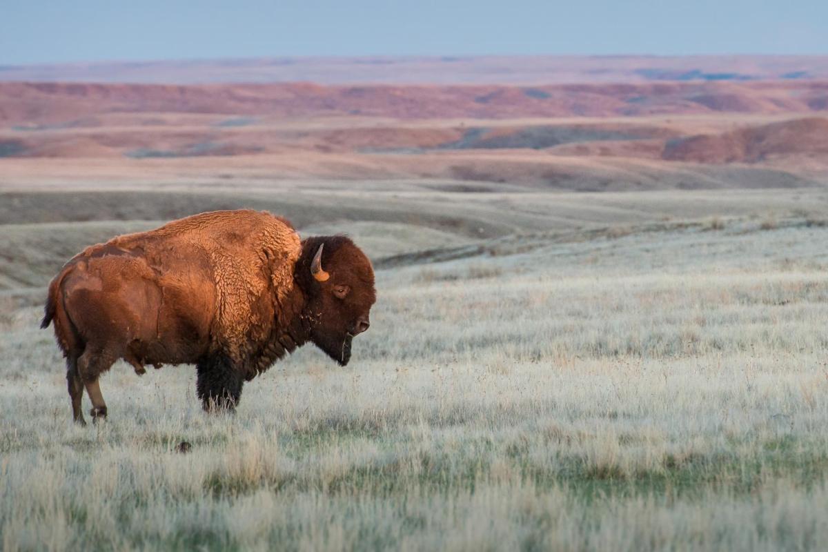 buffalo in a field