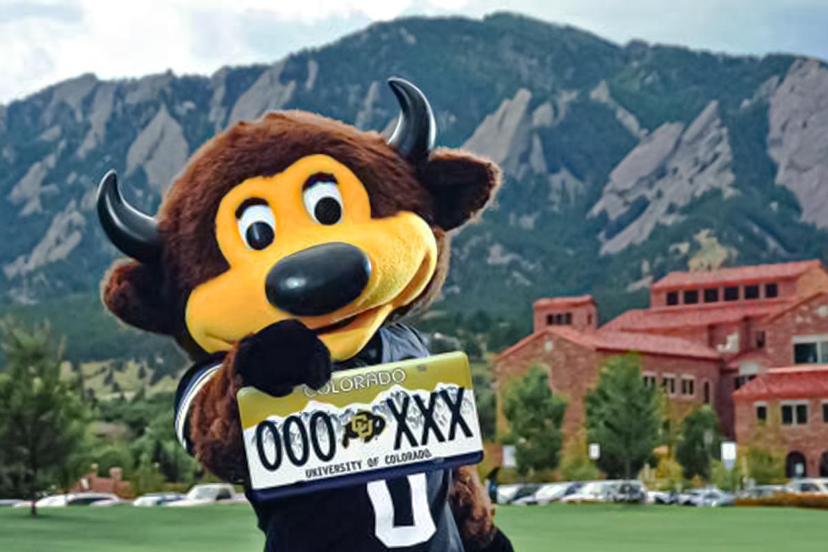 Chip holding a CU Boulder license plate