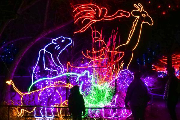 Colorful light displays in the shapes of animals at the Denver Zoo