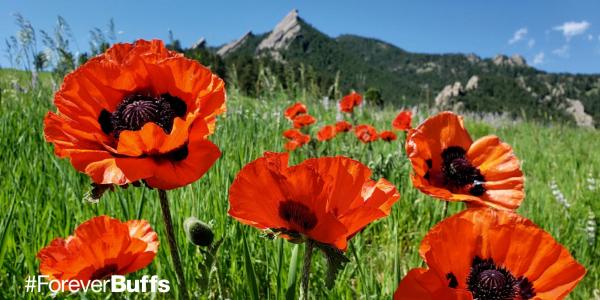 poppies in front of the flatirons