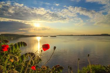 Poppies in the sunset off Danube River
