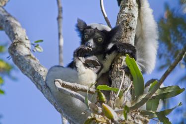 Indri monkey in a tree