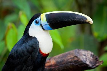 Close up of a Tucan