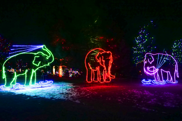Zoo Lights elephants