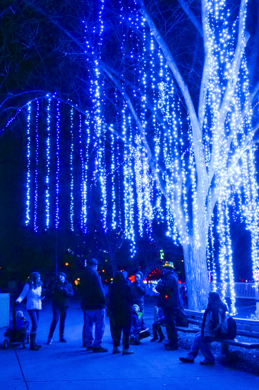 Zoo Lights trees