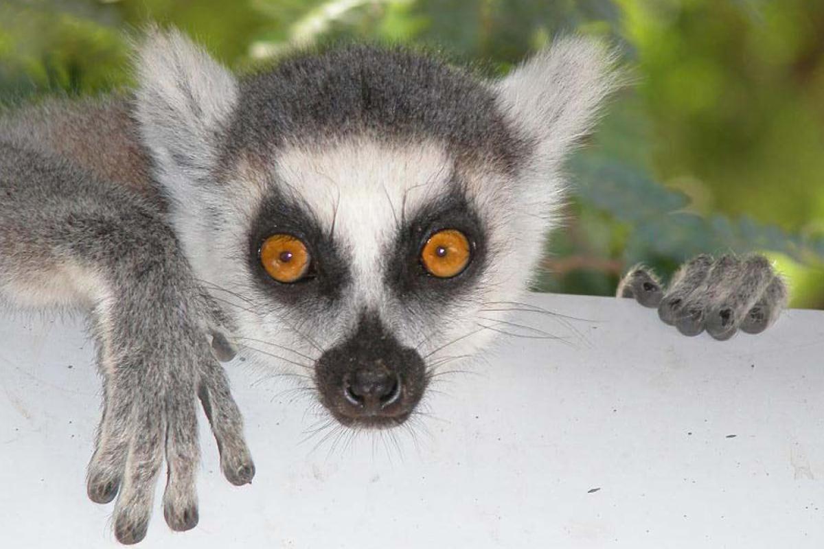 Baby lemur