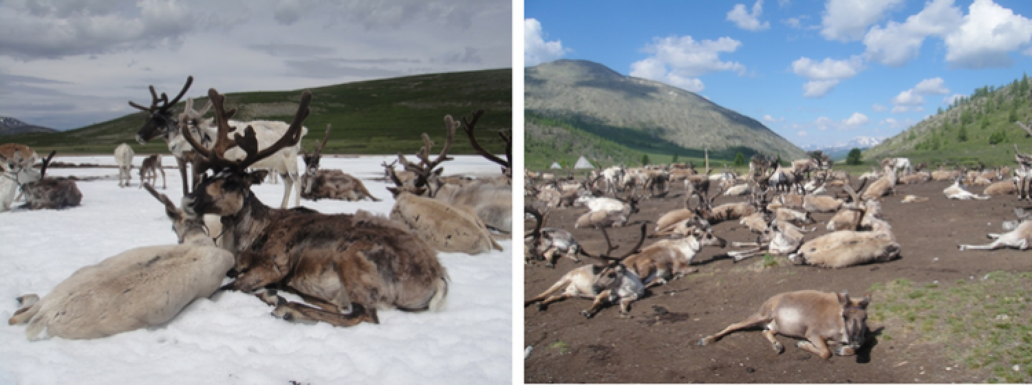 Domestic reindeer in northern Mongolia
