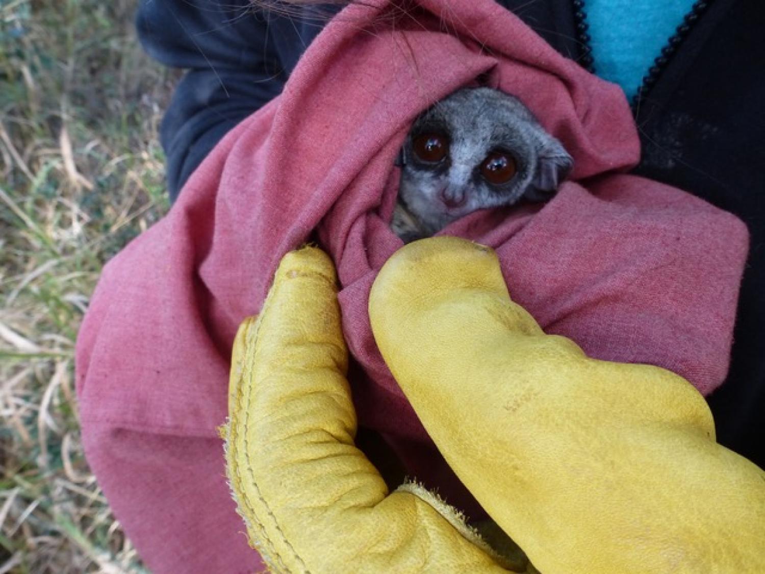 Southern lesser galagos in a blanket