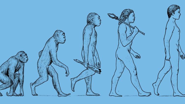 Ape evolution picture