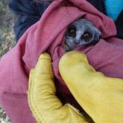 Southern lesser galagos in a blanket