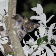 A thick-tailed greater galago (Otolemur crassicaudatus) spotted at the Lajuma Research Centre. (Credit: Jack Dalton)