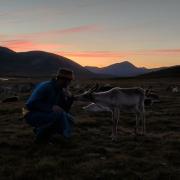 Sunset with Reindeer