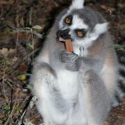 Lemur chewing on something