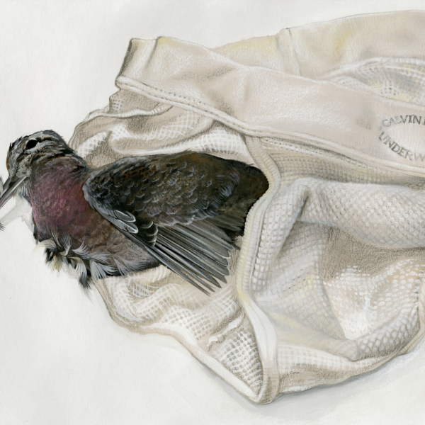 "Ruby Breasted Woodcock (Marty’s Calvins)," 2019. Gouache, watercolor, and colored pencil on paper 13 x 9”