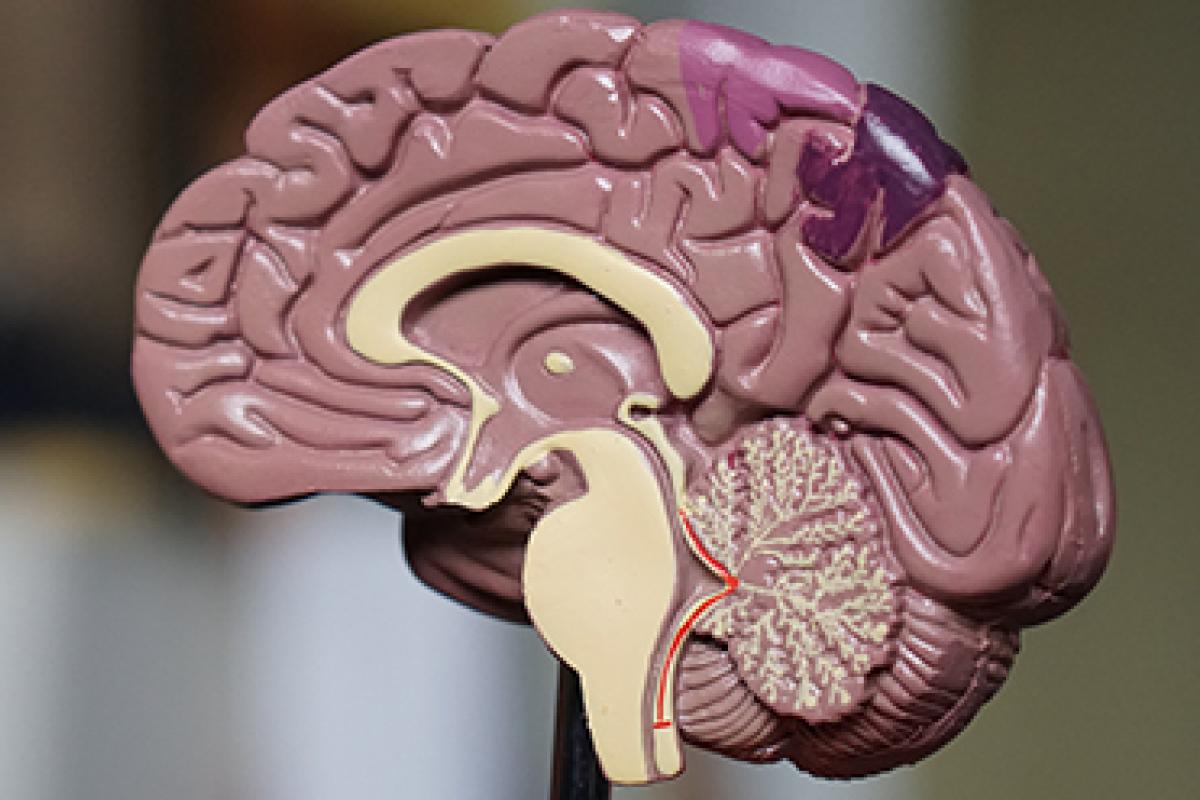 An anatomical brain model shows the various parts of a brain