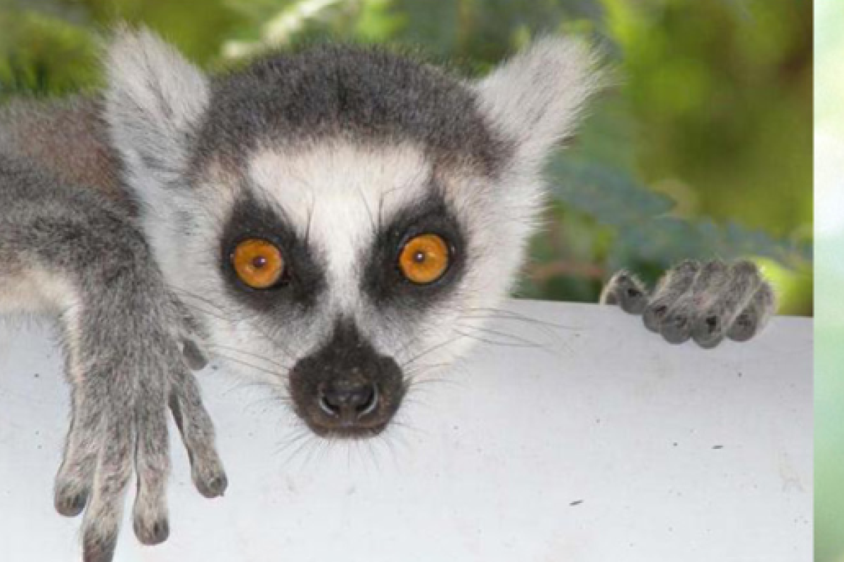 Images representing the three fields of anthropology: a student holding an arrowhead, an animal and a woman wearing traditional East Asia attire.