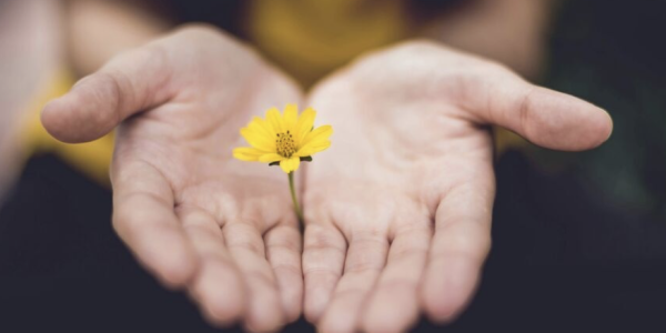 hands holding a daisy