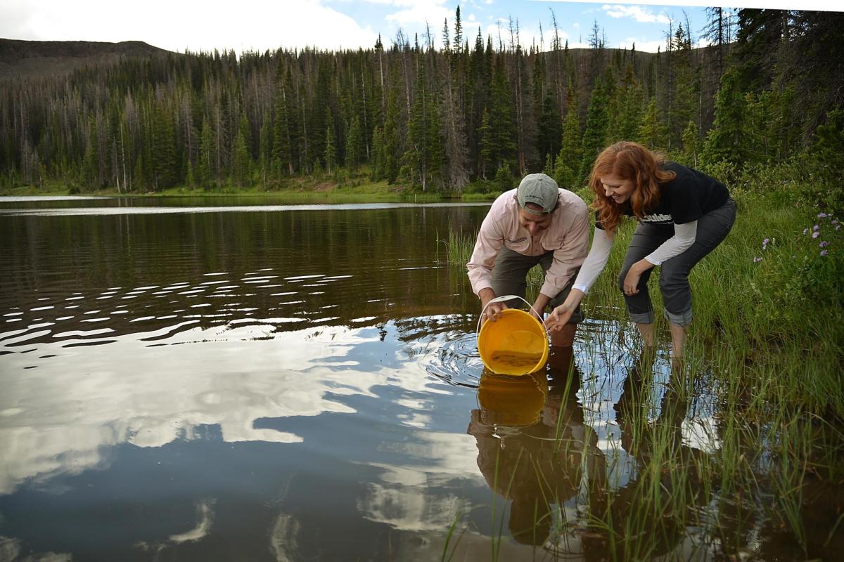 Two researchers in a mountain lake observe cutthroat eggs in a bucket of lake water.
