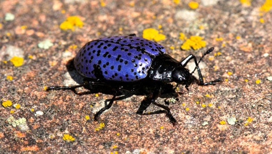 colorful spotted beetle