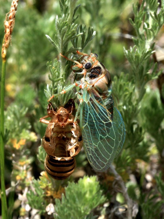 Emerging from years of silence, cicadas make a racket Colorado Arts