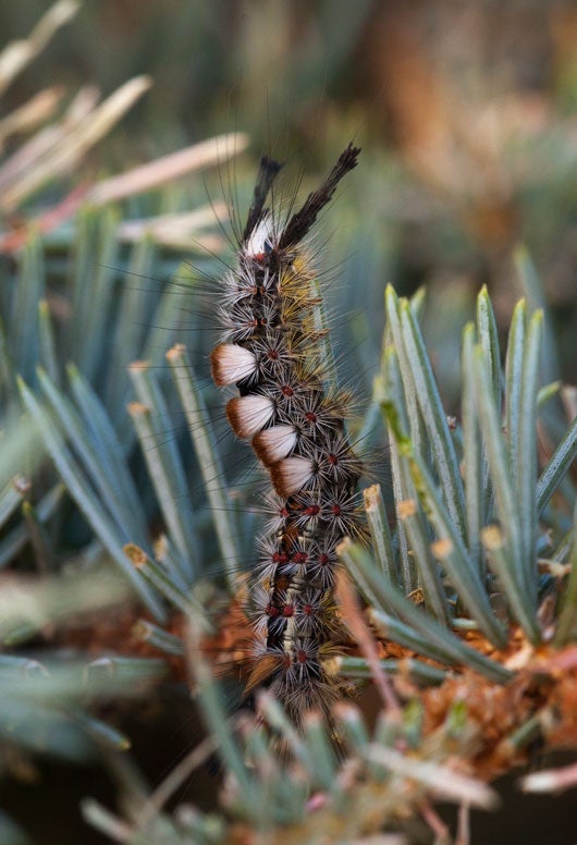 Tussock moth