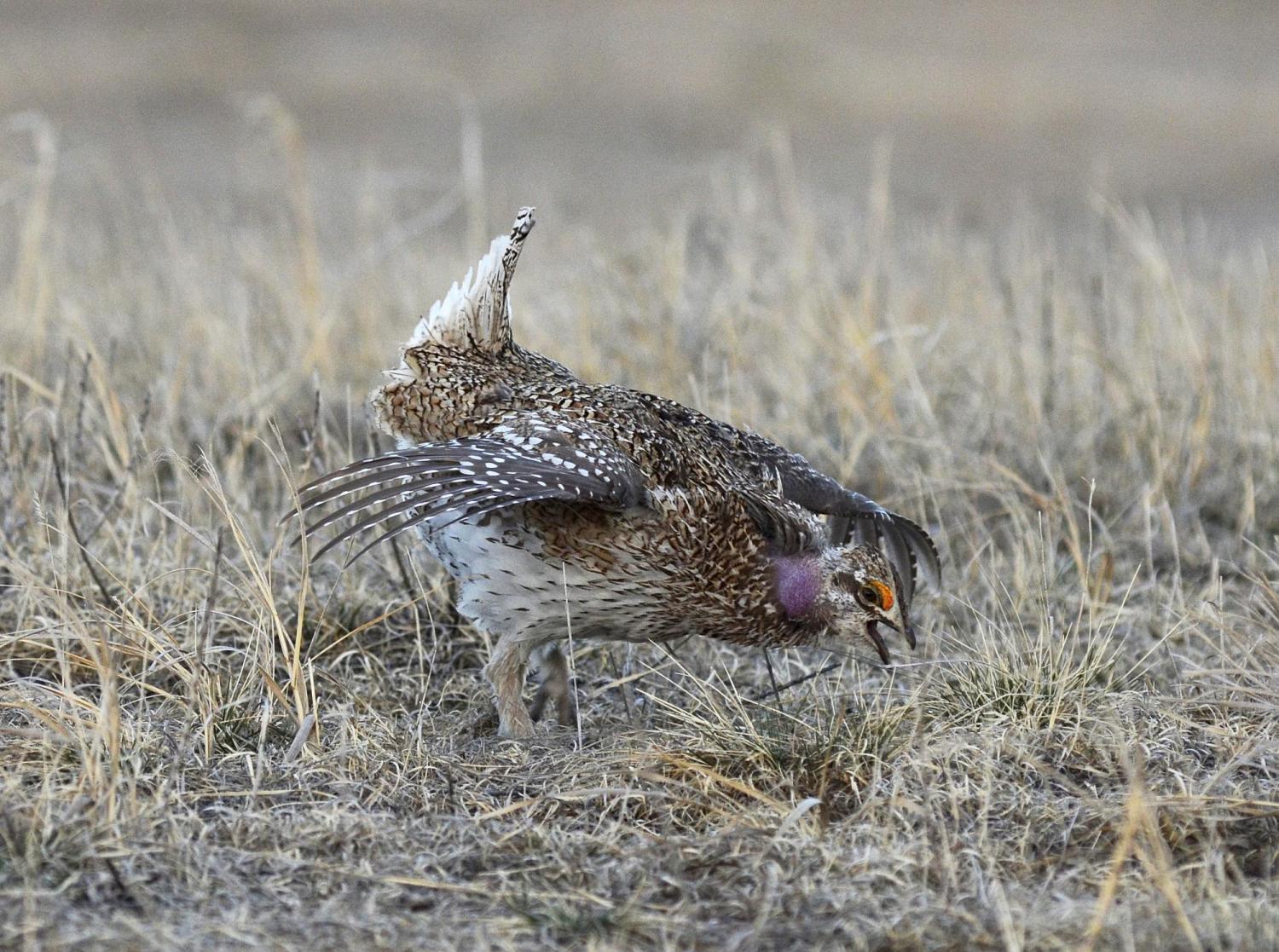 A strutting sharp-tailed grouse holds its tail up, head down, wings out, and eyebrow bands and neck pouches inflated. Photo by Stephen R. Jones.