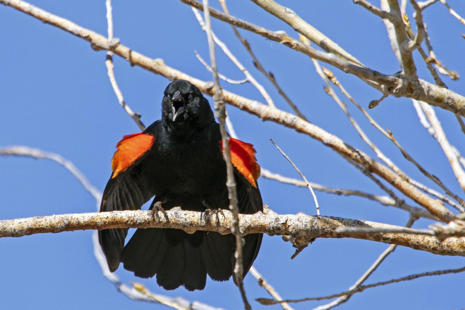 Red-winged call