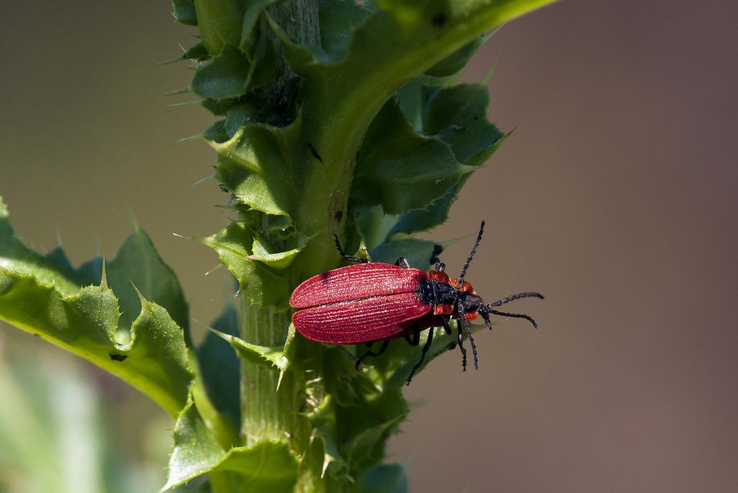 Net-winged beetle, Predatory, Nocturnal, Coleoptera
