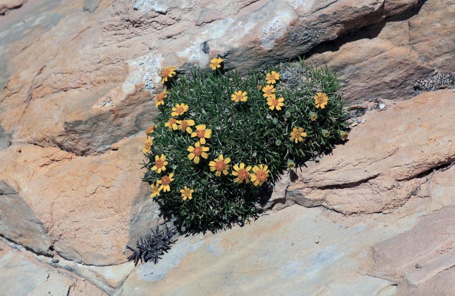 A stemless four-nerve daisy growing from a sandstone crevice