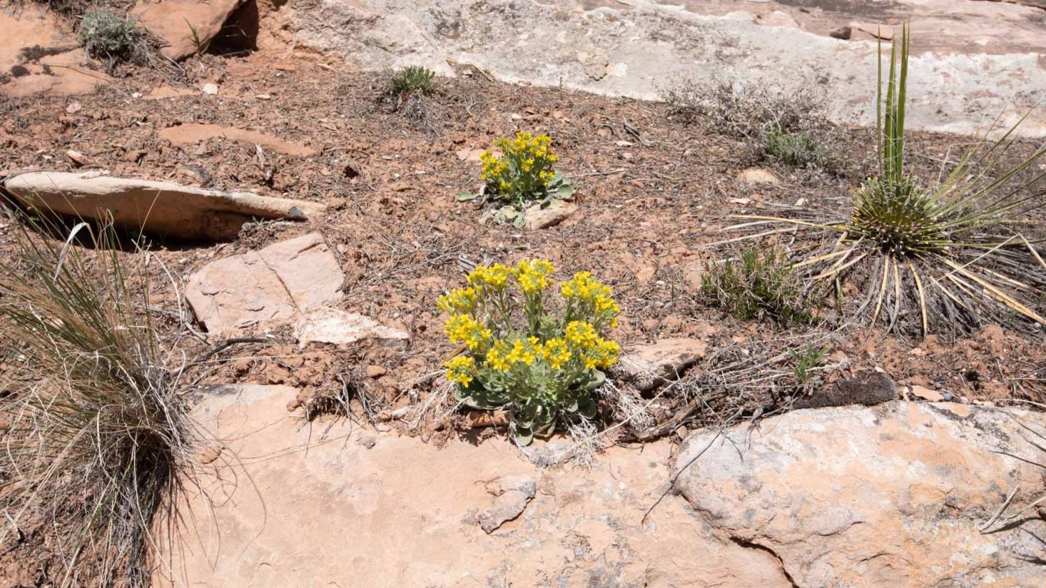 Physaria acutifolia flowers