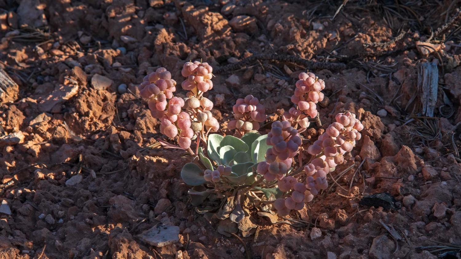 Physaria acutifolia seed pods