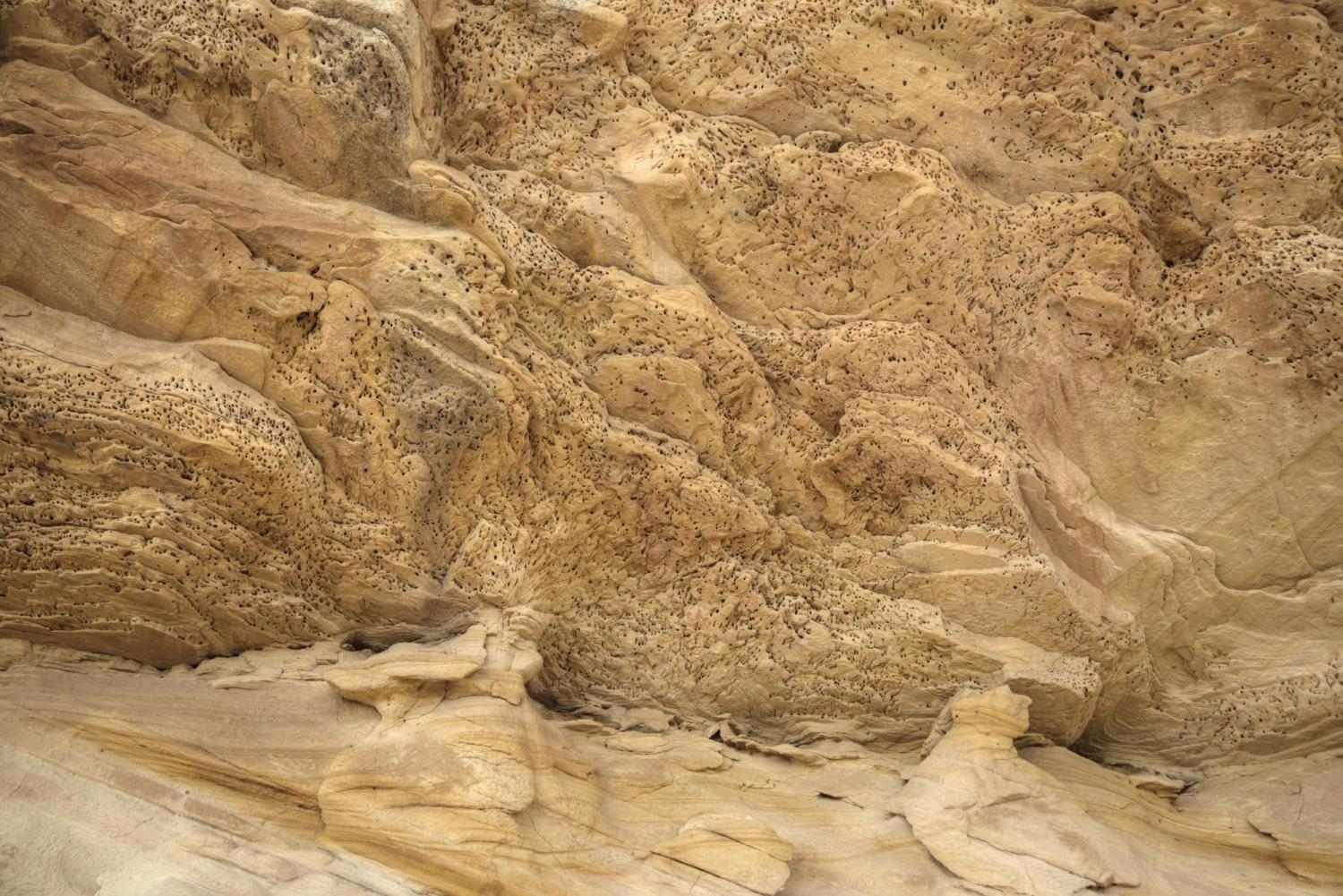 Anthophora pueblo bee habitat