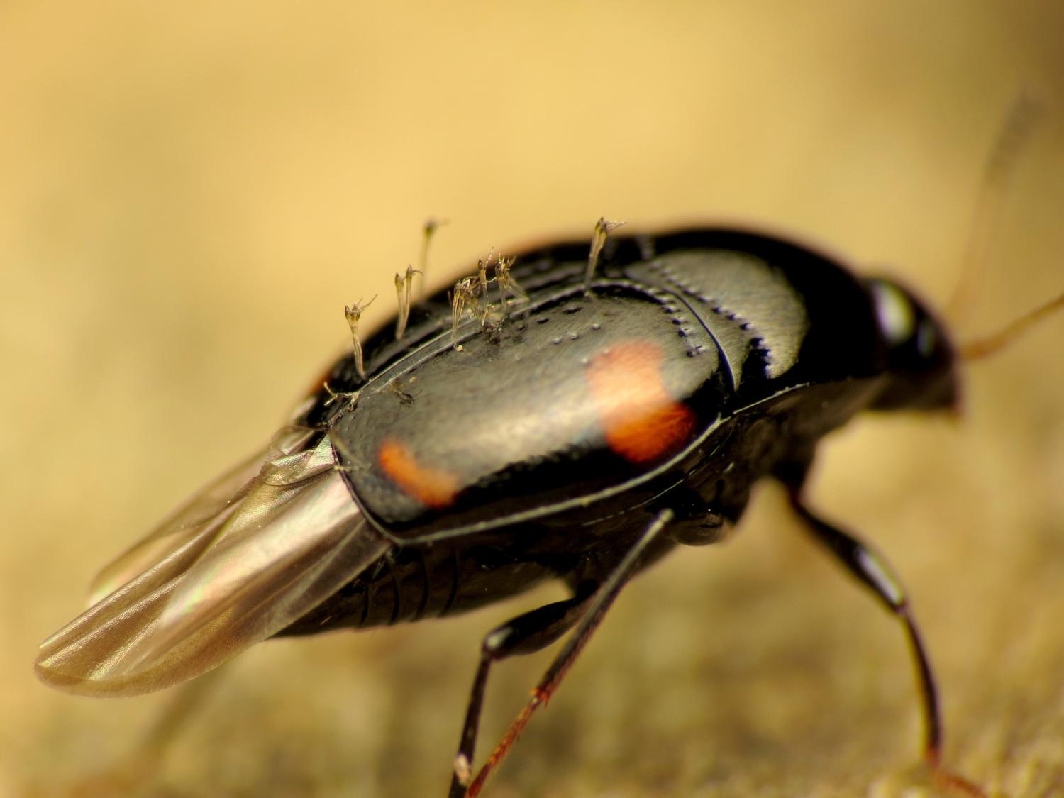 fungi growing on shining fungus beetle