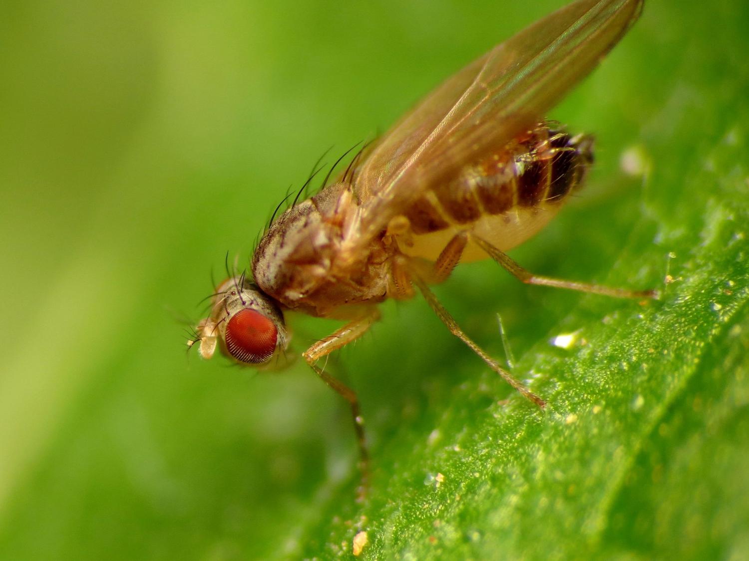 Stigmatomyces scaptomyzae on a vingar fly