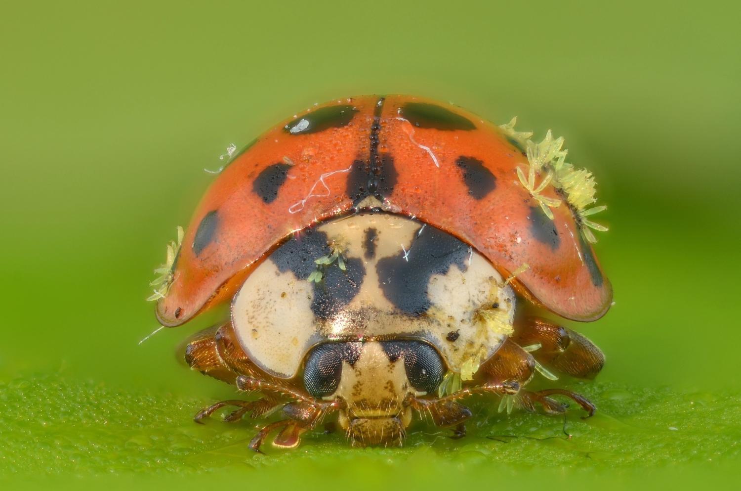 ladybug with Laboulbeniomycetes