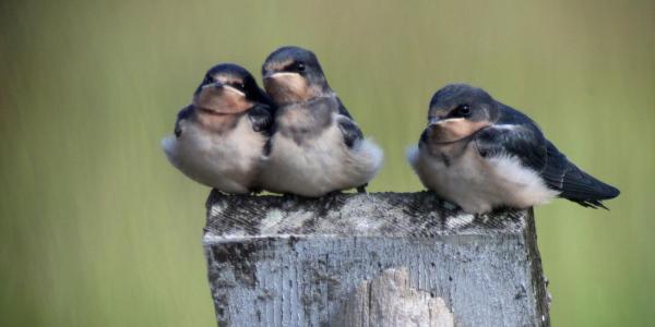 Flickr photo of some barn swallows