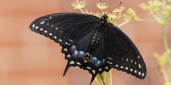 Black swallowtails 