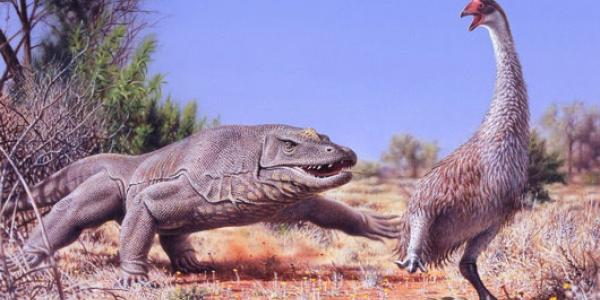An illustration of the giant flightless bird known as Genyornis newtoni, surprised on her nest by a 1 ton, predatory lizard named Megalania prisca in Australia roughly 50,000 years ago. Illustration by Peter Trusler, Monash University.