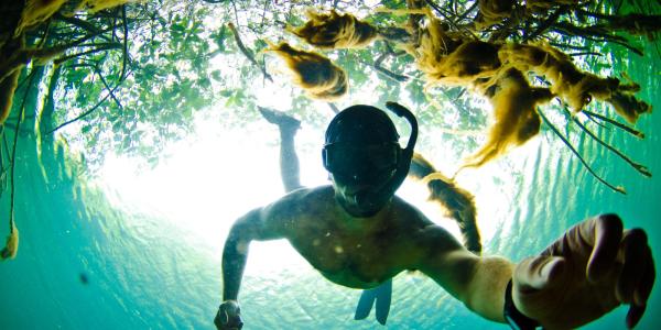 Mike Gil scuba diving through kelp bed.