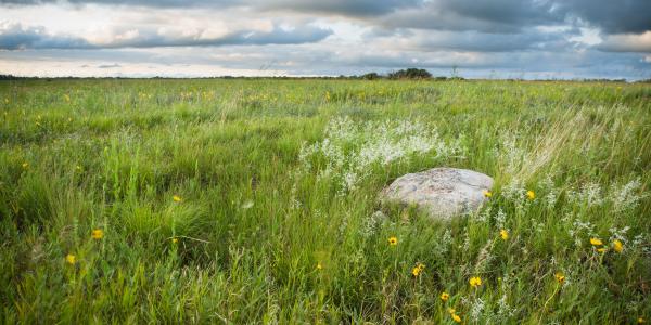 Minnesota Tall Grass Prairie