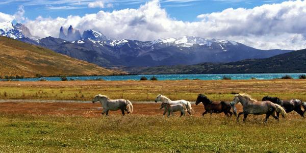 Horses running in Patagonian field by lake