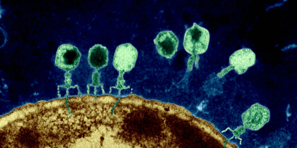 phages on bacteria cell